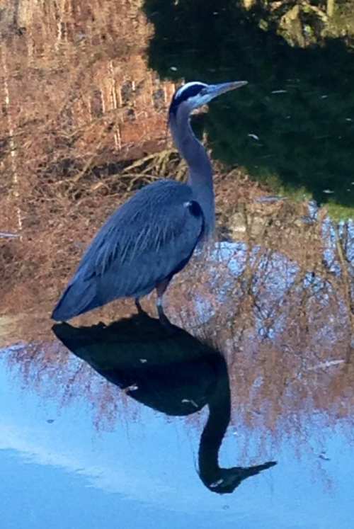 Heron with reflection