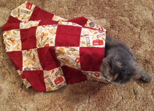 Cat wrapped in tool quilt