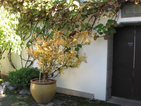 1 yellow potted tree